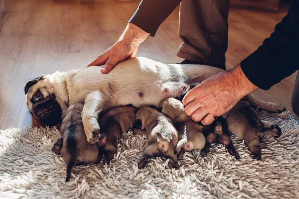 Hombre ayudando a perro pug para alimentar a sus cachorros en casa. Mascota acostada con niños sobre alfombra —  Fotos de Stock
