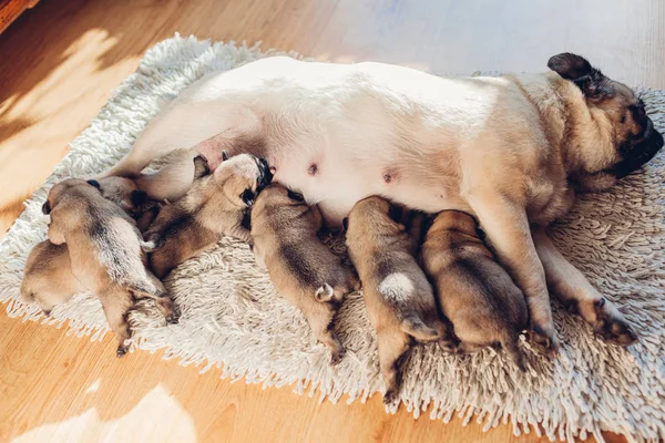 Pug dog alimentando a seis cachorros en casa. Perro acostado en la alfombra con niños —  Fotos de Stock