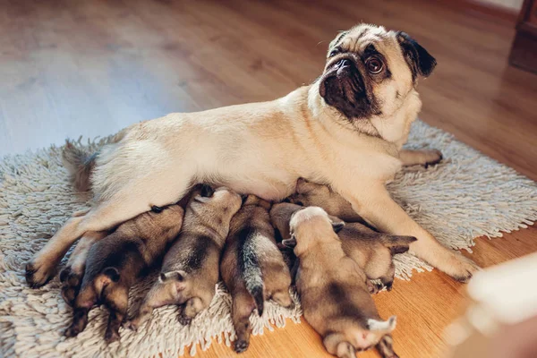 Mops Pies karmienia sześć szczeniąt w domu. Pies leży na dywanie z dzieci — Zdjęcie stockowe