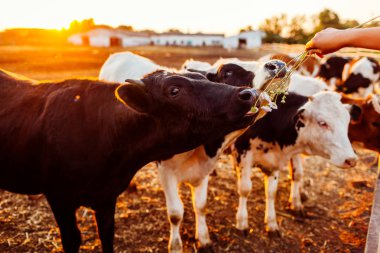 Besleme çiftçi farm Bahçe çim ile günbatımında inekler. Yemek ve açık havada yürüyüş sığır.