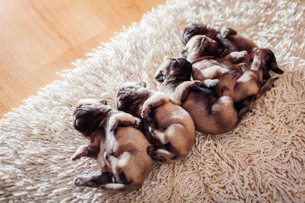 Five pug dog puppies sleeping on carpet at home. Little puppies lying together on their backs — Stock Photo, Image
