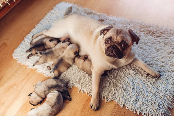 Собака-мопс кормит 6 щенков дома. Собака лежит на ковре с детьми — стоковое фото