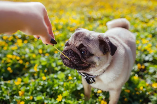 Una mujer jugando con un perrito. Cachorro cogido flor. Paseos de perros en el bosque entre flores. Perro gato feliz — Foto de Stock