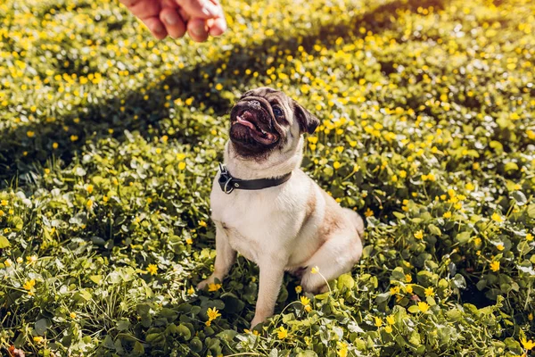 Hombre perro perro paseante en el bosque de primavera y tiene la comida en la mano. Cachorro feliz sentado entre flores amarillas esperando órdenes — Foto de Stock