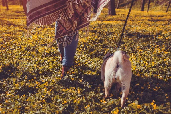 Жінка ходить мопсом у весняному лісі. Щасливий щеня бігає серед жовтих квітів вранці. Собака насолоджується природою — стокове фото