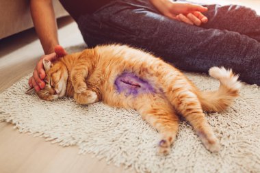 Sterilizasyon ve anestezi evde sonra uyuyan kedi. Evde beslenen hayvan birçok dikiş karnına pyometra ameliyat sonrası vardır