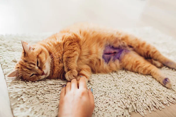 Sterilizasyon ve anestezi evde sonra uyuyan kedi. Evde beslenen hayvan birçok dikiş karnına pyometra ameliyat sonrası vardır