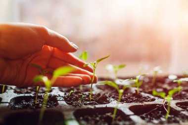 Biber büyüyen tencerelerde evde filizlenir. Fidan kontrol çiftçi. Bahar hazırlık. Tarım ve tarım.