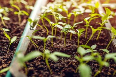 Biber büyüyen tencerelerde evde filizlenir. Bahar hazırlık. Tarım ve tarım kavramı.