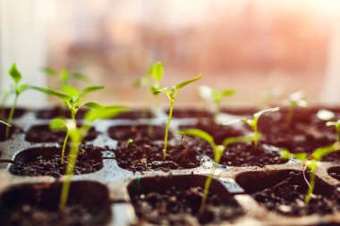 Biber büyüyen tencerelerde evde filizlenir. Bahar hazırlık. Tarım ve tarım kavramı.