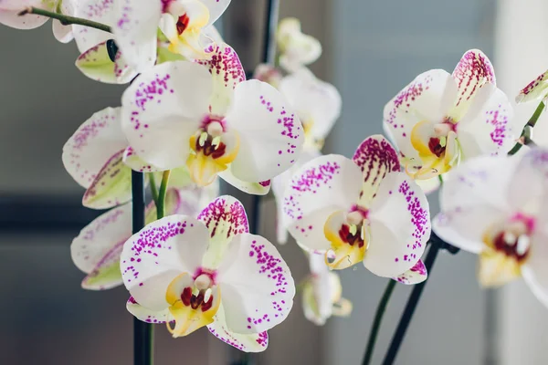 Beyaz ve mor benekli orkide yakın çekim. Ev çiçekleri