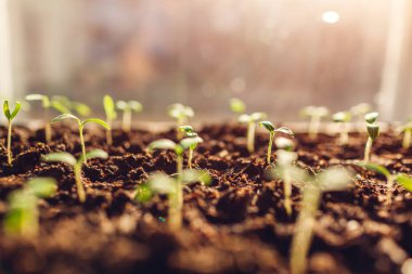 Domates büyüyen evde pencere tarafından filizlenir. Bahar hazırlık. Tarım ve tarım kavramı.