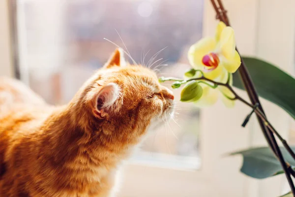 Chat roux marchant sur le rebord de la fenêtre à la maison le matin. Orchidée puante d'animal de compagnie — Photo