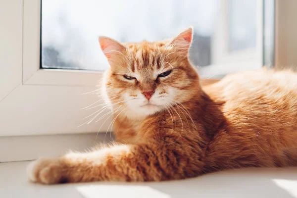 Ginger gato deitado no peitoril da janela em casa pela manhã. Pet desfrutar do sol — Fotografia de Stock