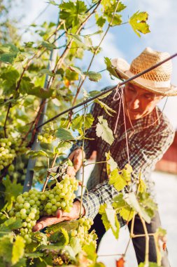 Çiftçi ekolojik çiftlikte üzüm toplama hasat. Yaşlı adam budama ile üzüm kesme
