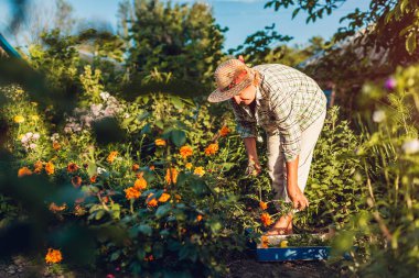 Bahçede çiçek toplayan kıdemli kadın. Orta yaşlı kadın, budama kullanarak çiçekleri kesiyor. Bahçe konsepti