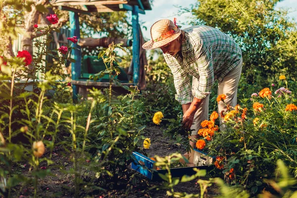 Старша жінка збирає квіти в саду. Жінка середнього віку відрізає квіти, використовуючи борідку. Концепція садівництва — стокове фото