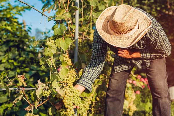 Çiftçi ekolojik çiftlikte üzüm toplama hasat. Yaşlı adam budama ile üzüm kesme