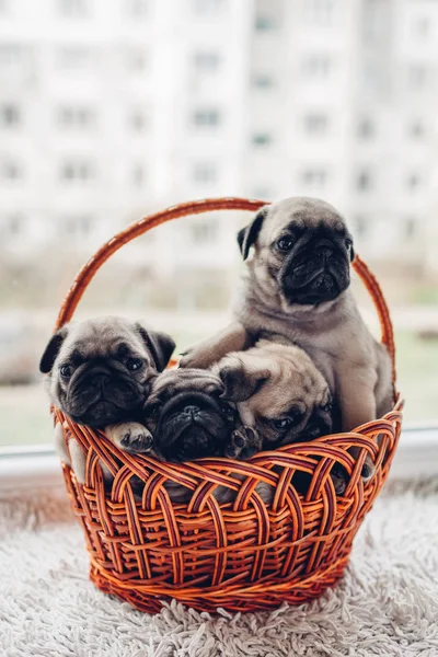 Pug dog puppies sitting in basket. Little puppies having fun. Breeding dogs