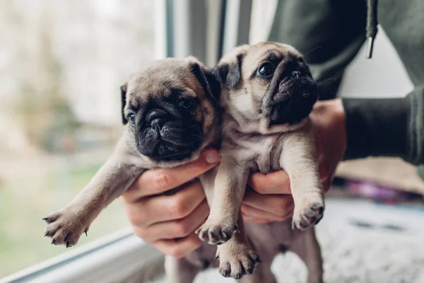 Jovem segurando cachorros de cachorro nas mãos. Filhotes de cachorro irmãos. Cães reprodutores — Fotografia de Stock