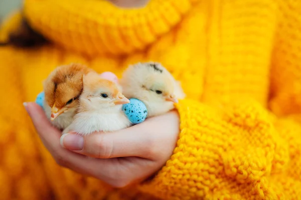 Easter chicken. Woman holding three orange chicks in hand surrounded with Easter eggs. — Stock Photo, Image