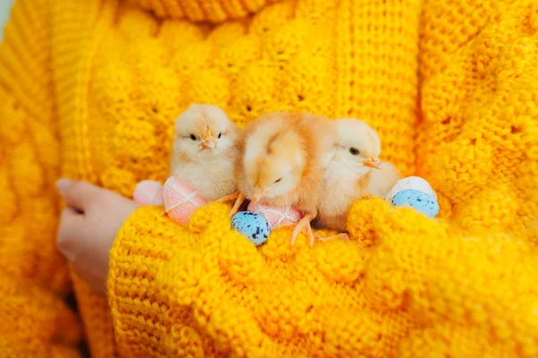Pollo pasquale. Donna con tre pulcini arancioni in mano circondata da uova di Pasqua . — Foto Stock