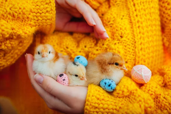 Húsvéti csirke. Három narancssárga naposcsibéket tartó nő a húsvéti tojásokkal körülvéve. — Stock Fotó