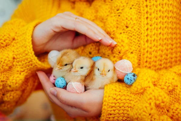 Pollo de Pascua. Mujer sosteniendo tres pollitos naranjas en la mano rodeada de huevos de Pascua . — Foto de Stock