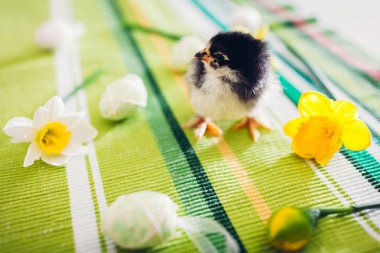 Paskalya tavuğu. Çiçekler ve Paskalya yumurtaları arasında yürüyen küçük siyah piliç.
