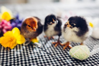 Paskalya tavukları. Çiçekler ve Paskalya yumurtaları arasında yürüyen küçük siyah civciv.