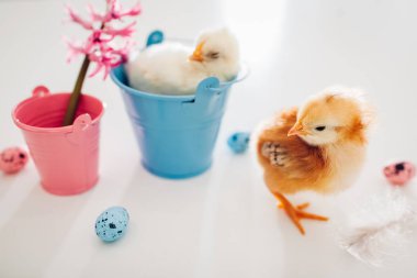 Paskalya tavukları. Başka bir çiçek ve Paskalya yumurtaları arasında yürürken kova oturan küçük sarı piliç.