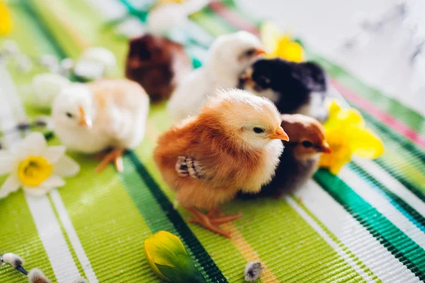 Pollos de Pascua. Grupo de polluelos caminando entre flores y huevos de Pascua . — Foto de Stock