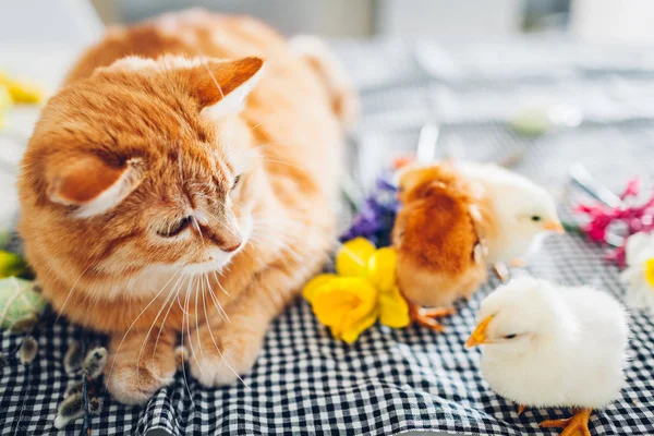 Wielkanoc kurczak gry z kotów rodzaju. Trochę dzielnych piskląt spaceru przez kota imbir wśród kwiatów i pisanek. — Zdjęcie stockowe