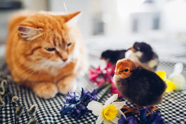 Wielkanoc kurczak gry z kotów rodzaju. Trochę dzielnych piskląt spaceru przez kota imbir wśród kwiatów i pisanek. — Zdjęcie stockowe