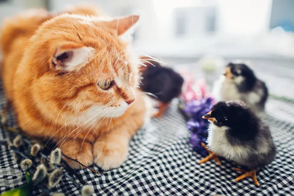 Easter chicken playing with kind cat. Little brave chicks walking by ginger cat among flowers and Easter eggs. — Stockfoto