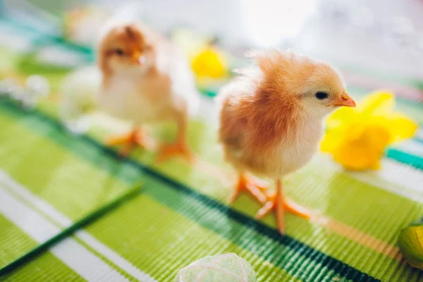 Pollos de Pascua. Pequeños polluelos de color naranja caminando entre flores y huevos de Pascua . — Foto de Stock