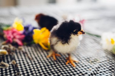 Paskalya tavukları. Çiçekler ve Paskalya yumurtaları arasında yürüyen küçük siyah civciv.