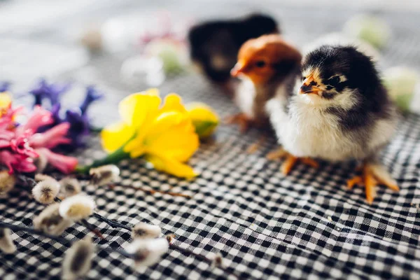 Easter chickens. Little black chicks walking among flowers and Easter eggs.