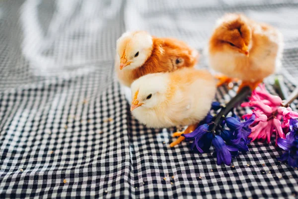 Pollo de Pascua. Pollito negro caminando entre flores y huevos de Pascua . — Foto de Stock