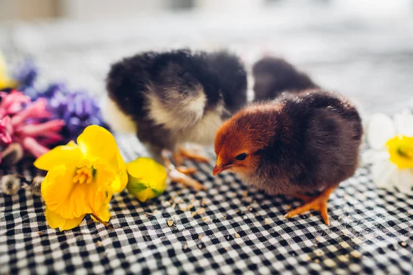 Pollos de Pascua. Pollitos negros caminando entre flores y huevos de Pascua . — Foto de Stock