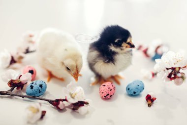 Paskalya tavukları. Küçük sarı civciv kayısı çiçek ve Paskalya yumurtaları arasında yürüyüş.