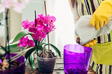 Woman transplanting orchid into another pot on kitchen. Housewife taking care of home plants and flowers