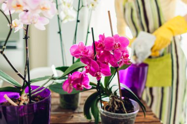 Woman transplanting orchid into another pot on kitchen. Housewife taking care of home plants and flowers
