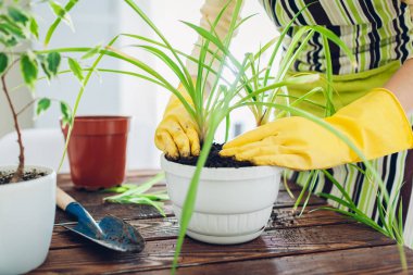 Woman transplanting plant into another pot on kitchen. Housewife taking care of home plants and flowers