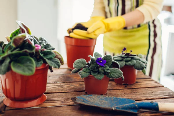 Kadın mutfaktaki başka bir çömleğe menekşe naklediyor. Ev hanımı çiçeklerle ve bitkilerle ilgileniyor.