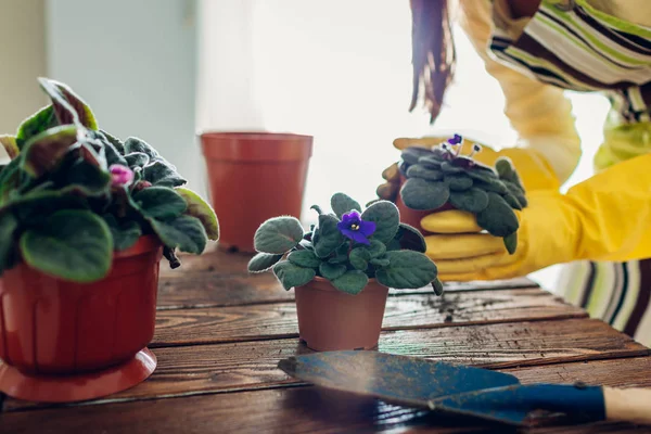 Woman transplanting violet plant into another pot on kitchen. Housewife taking care of home plants and flowers — Stock Photo, Image