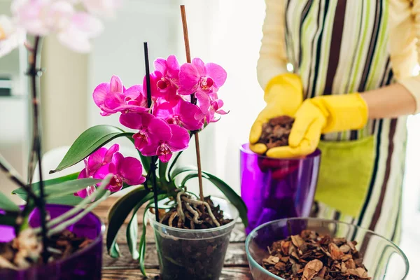 Женщина пересаживает орхидею в другой горшок на кухне. Домохозяйка заботится о домашних растениях и цветах — стоковое фото