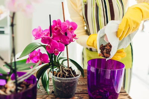 Woman transplanting orchid into another pot on kitchen. Housewife taking care of home plants and flowers
