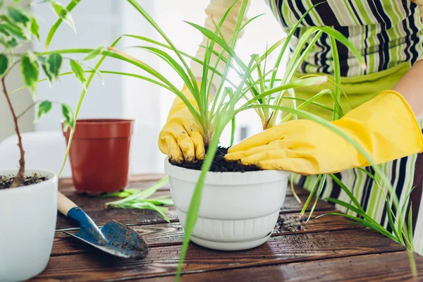 Woman transplanting plant into another pot on kitchen. Housewife taking care of home plants and flowers
