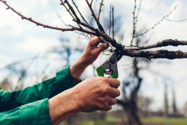 Man budama ağacı nı makaslarla. Erkek çiftçi budama makası veya secateurs ile bahar bahçesinde dalları keser